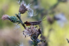 Trump-Savunma-Devleriyle-Silah-Uretimini-Hizlandirma-Yollarini-Aradi-featured